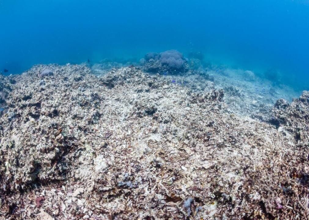 Assessment of warm-water coral reef tipping point thresholds