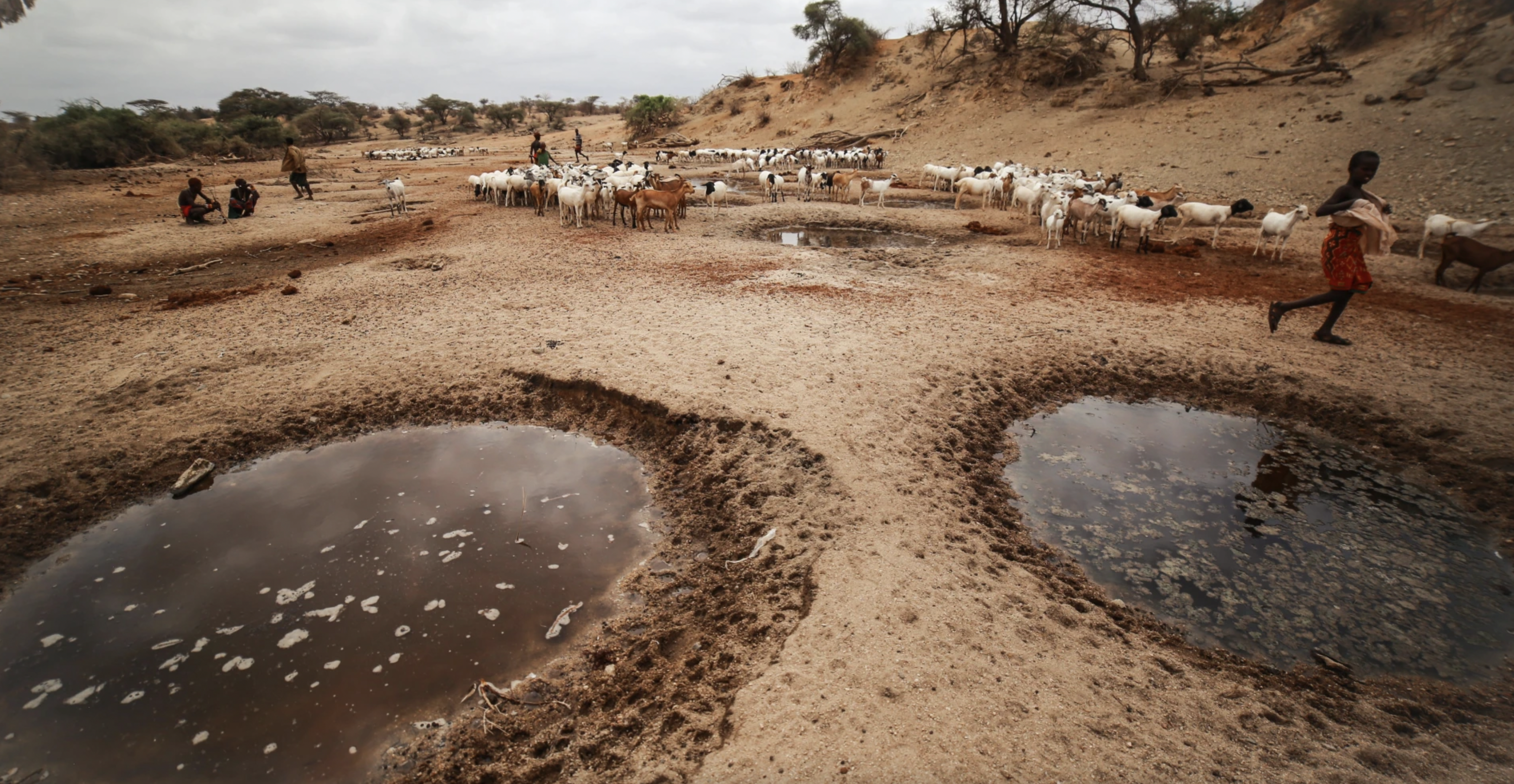 ‘Everything is dry’- The droughts putting Kenya’s herding cultures at risk
