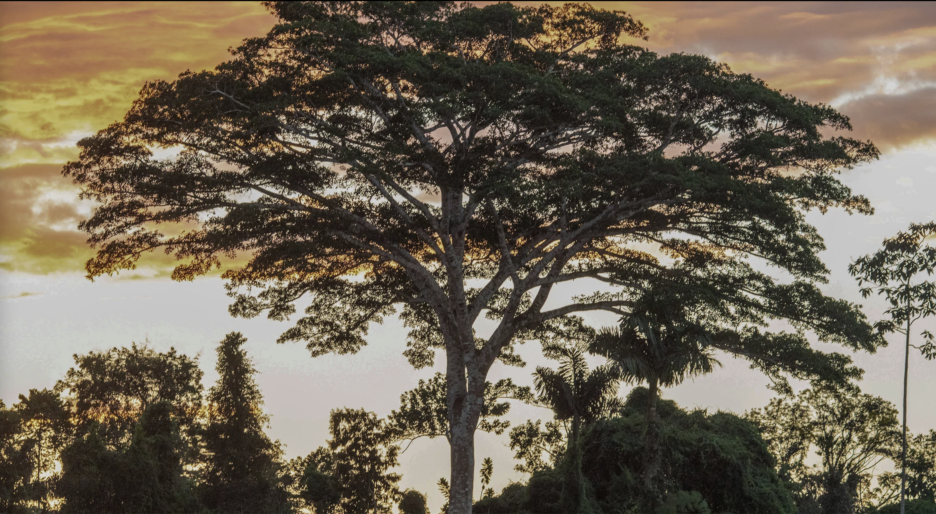 Last stand in the Amazon