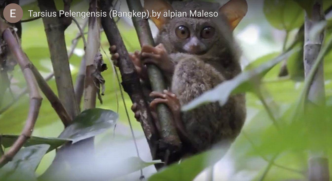 Weighing the green cost: How nickel mining in Indonesia impacts forests and local communities
