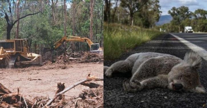 Australian society devastating wildlife